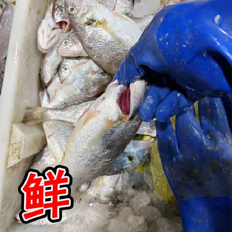 大号新鲜白姑鱼白谷鱼划鱼划仔鱼鲜活1斤约3-5条海鲜水产拍2件1斤