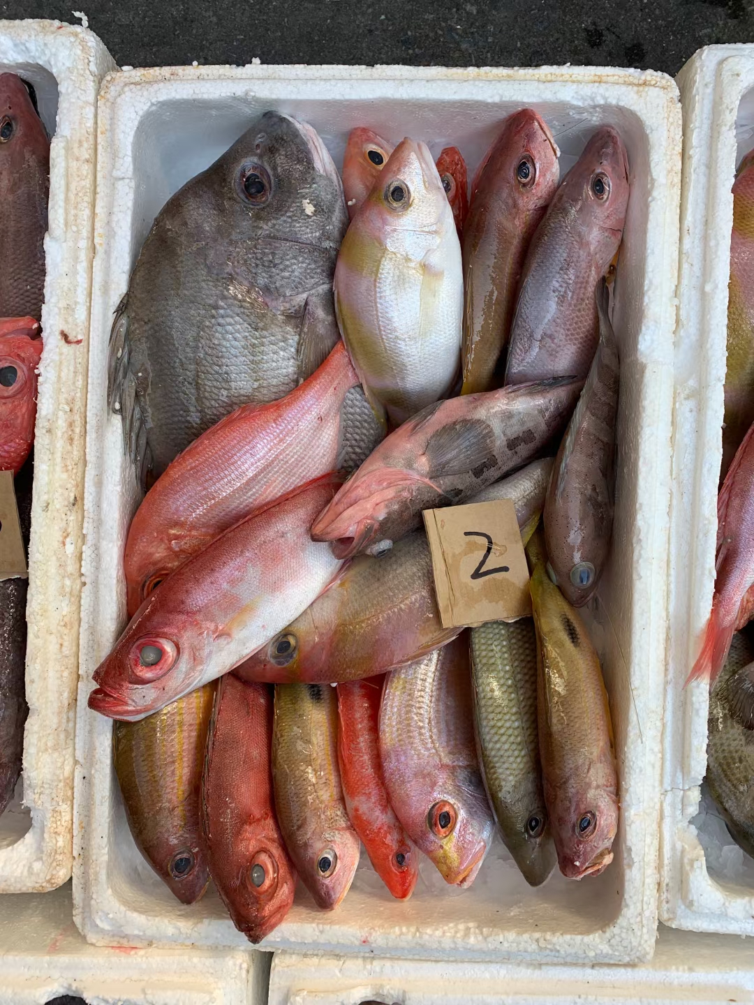 海鲜杂鱼 鲜活杂鱼仔新鲜海鱼生鲜水产海杂鱼10斤冰鲜深海杂鱼