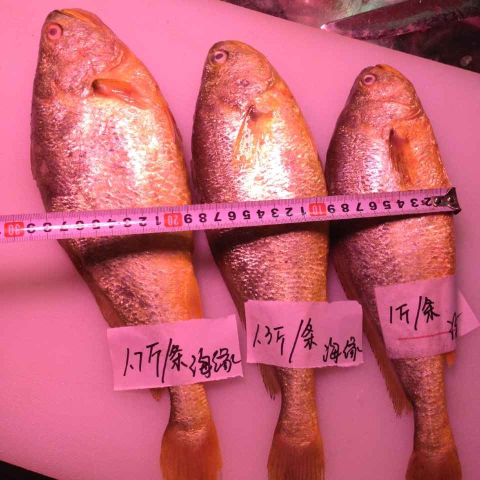 大连新鲜大黄花鱼1-2斤称重 鲜活海鱼海捕生态黄鱼不包邮快手菜